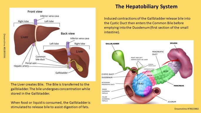 Hepatobiliary Anatomy for Gallbladder Page